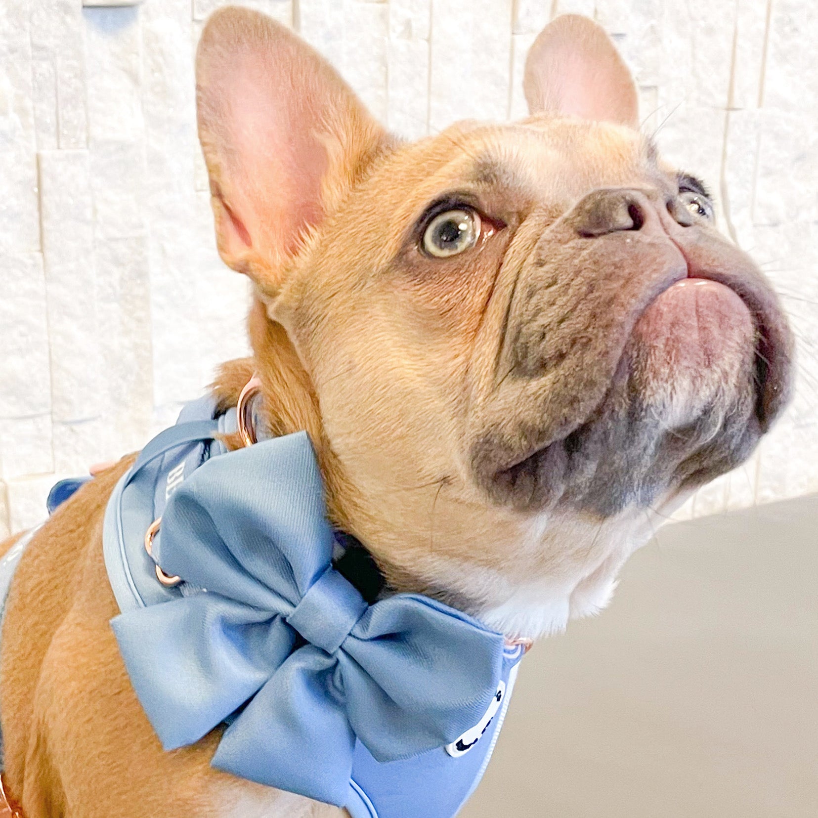 A vibrant sapphire blue bowtie for pets, featuring a Velcro strap for easy attachment to collars, perfect for stylish outings.